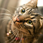 Pet Care Articles 2 1037971 43986462