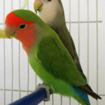 Pet Care Articles 3 593820 63520908