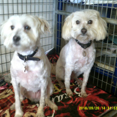 Pet Photos 2 Bella and Sassy