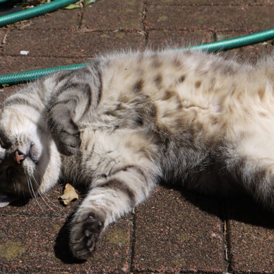 Pet Photos 3 Humphrey