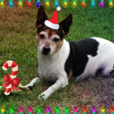 Pet Photos 10 Jessie the wonder dog!!!