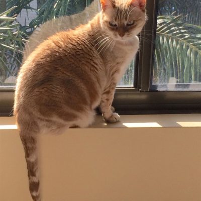 Pet Photos 5 Marilyn