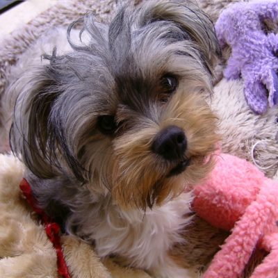 Pet Photos 12 Marnie